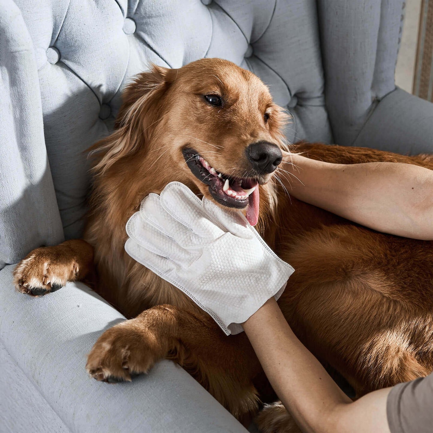 🔥Odor-Removing Pet Grooming Gloves