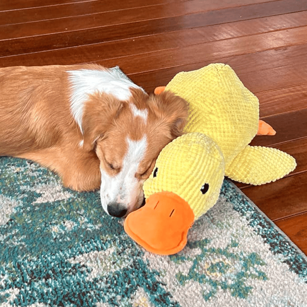 Quacking Crinkle Duck Comfort Calming Toy for Dog Separation Anxiety Proper Relief