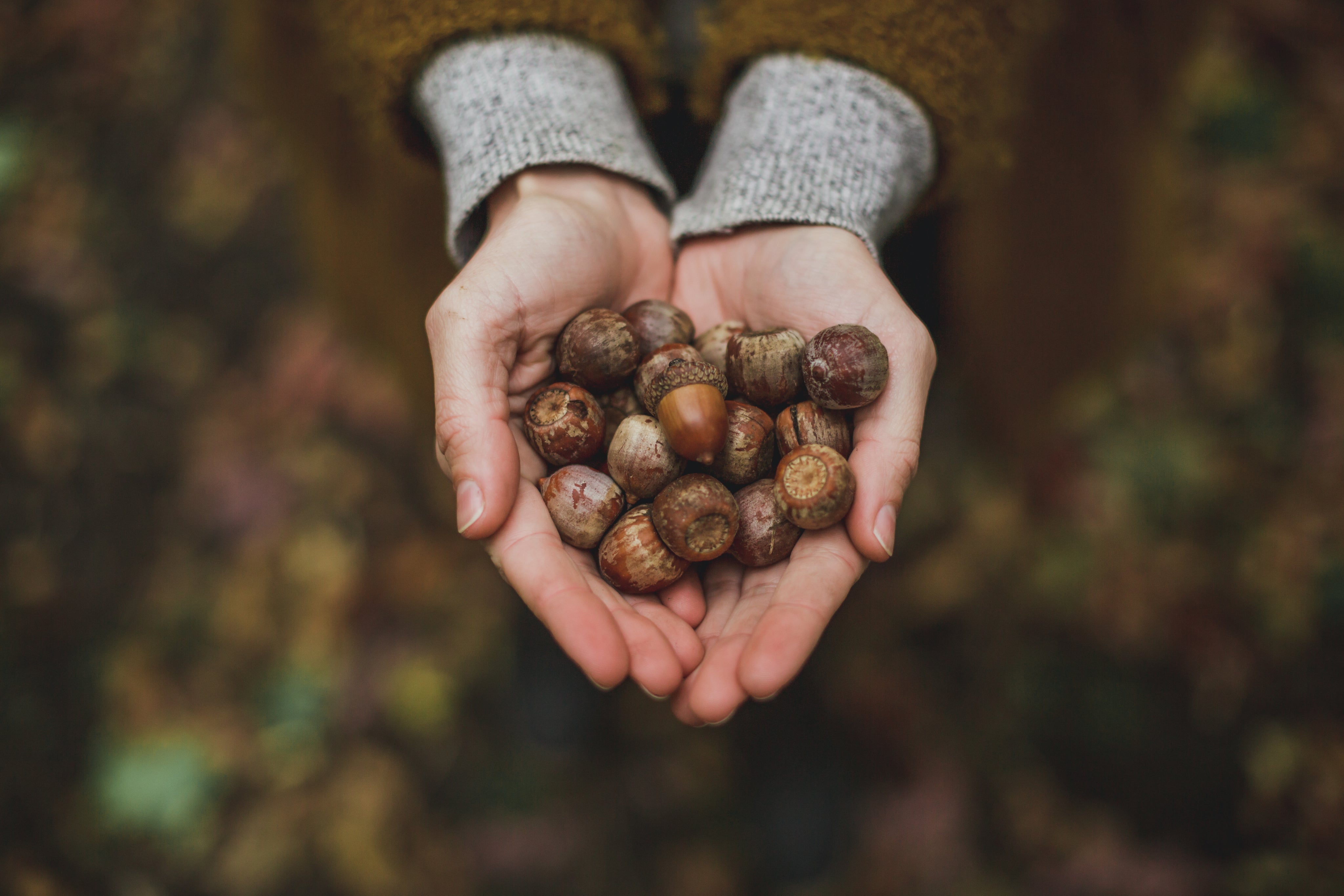 files/handful-of-acorns.jpg